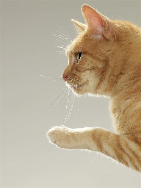 Ginger Tabby Cat Raising Paw Close Up Photograph By Michael Blann Pixels