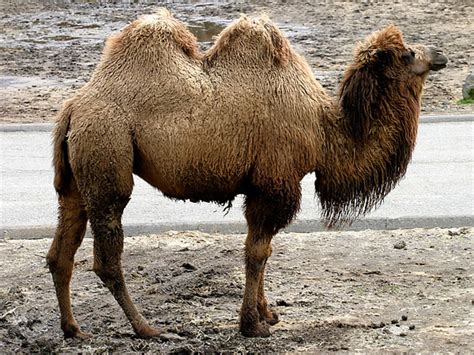 The Bactrian Wild Camel The Wildlife
