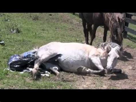 rocky mountain horse giving birth  fairwinds farm youtube