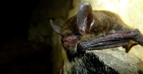 Fws Protects Northern Long Eared Bat Ravaged By Fungal Disease