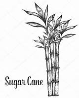 Sugarcane Canne Sucre Suikerriet Blad Stam Takken Gravure Getrokken Oor Getekende sketch template