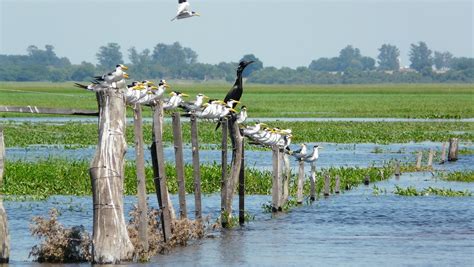 Iberá Wetlands In Argentina One Of The Places To Go In 2017 According