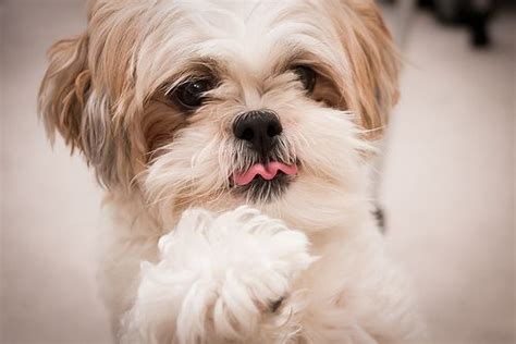 Como Fazer O Shih Tzu Filhote Parar De Morder Shih Tzu