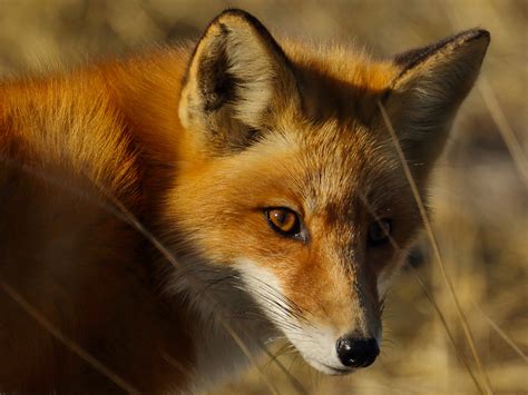 Spotlight Species On The Refuge Red Fox Lehigh Gap