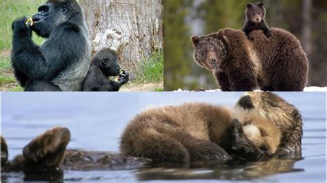 50 Animal Parents With Their Animal Babies