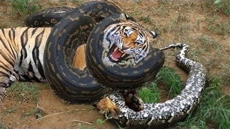 Most Amazing Wild Animals Attacks Biggest Giant Anaconda Attacks