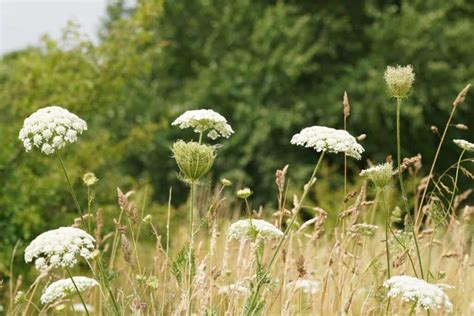 Giant Hogweed Vs Queen Annes Lace A Z Animals