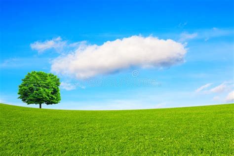 Tree Meadow And Sky Stock Image Image Of Clear Agriculture 117310275
