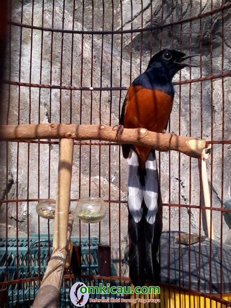Dalam rangka memberikan nama yang bermakna bagi anak baru lahir tentunya perlu diimbangi dengan kecantikan kata kata dan makna yang terkandung di dalam nama tersebut. Plat L Bird Farm: Susahnya menangkar murai batu hutan - OM ...
