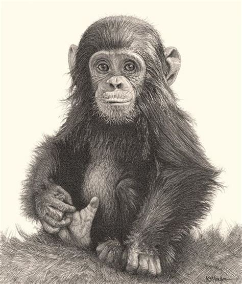 Realistic Pencil Drawings Animal Drawings Monkey Art