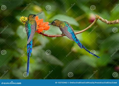 Long Tailed Sylph Aglaiocercus Kingi Rare Hummingbird From Colombia