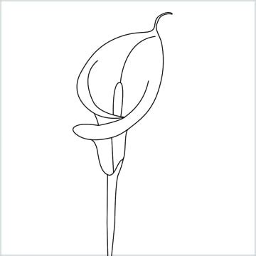 How To Draw Calla Lily Step By Step Easy Phase