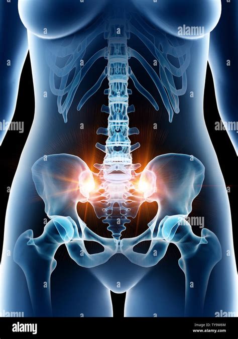 Pubic Symphysis Hi Res Stock Photography And Images Alamy
