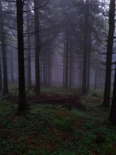 Dark Forest In Northwest Czechia Forest