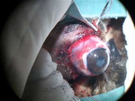 Cirurgia de correção Protrusão de Bulbo Ocular em cão ...