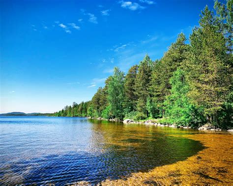 Download Wallpaper 1280x1024 Forest Trees Coast Lake Landscape