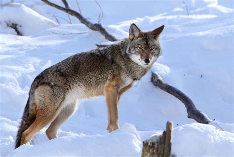 Tips For Bagging Eastern Coyotes Grand View Outdoors