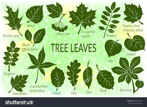 Maybe you would like to learn more about one of these? Pictograms Tree Leaves, Dogrose, Oak, Iberian Oak, Maple ...