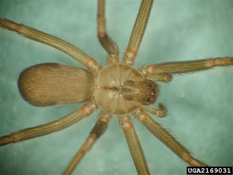 Dont Panic Over Brown Recluse Spiders In Michigan Landscaping