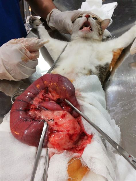 Is your cat having digestive problems? PAWS &CLAWS VET CLINIC: Megacolon in cats