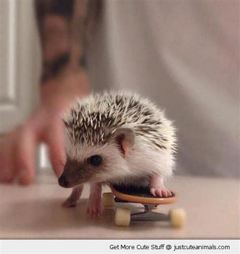 Cute Baby Hedgehog Wallpapers This Is Probably The Cutest Picture I