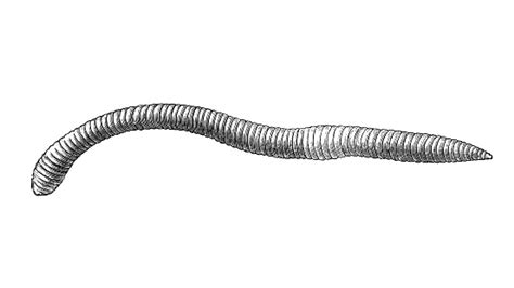 Earthworm Stock Illustration Download Image Now Istock