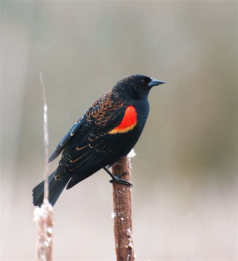 Nw Bird Blog Red Winged Blackbird