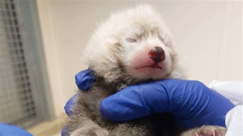 Its A Boy Endangered Red Panda Born At Toronto Zoo Cbc News