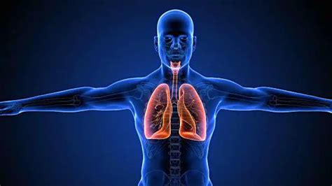 Qué Es Sistema Respiratorio Definición Significado Y Concepto 2018