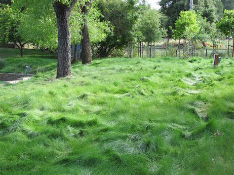 Your lawn needs between 1 and 1.5 inches of moisture per week to often, grass will go dormant if it does not receive enough liquid. 5 Low-Water Lawns That Stay Green Under Pressure