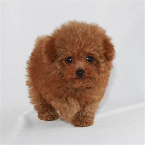 Red Teacup Poodle Puppies For Sale At Scarlets Fancy Poodles