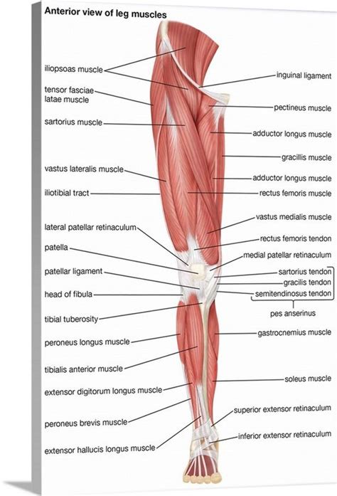 Muscles Of The Leg Anterior View Human Muscle Anatomy Basic