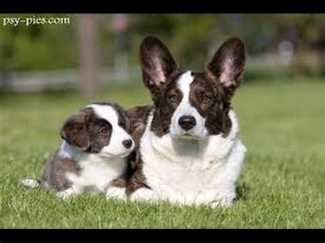 It is intelligent and affectionate, forming a close bond with its family, but tends to bond most closely with one person. Welsh Corgi Cardigan - YouTube