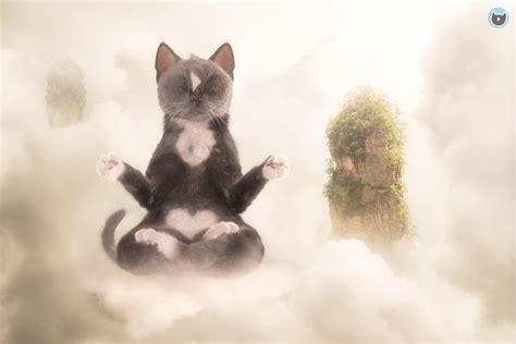 Cat Meditation Felini Kitty Zen Master Floating On Cloud