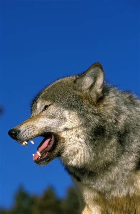 Wolf Snarling Head Stock Photos Free And Royalty Free Stock Photos From