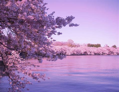 Water Cherry Blossom Hd Wallpaper Pxfuel