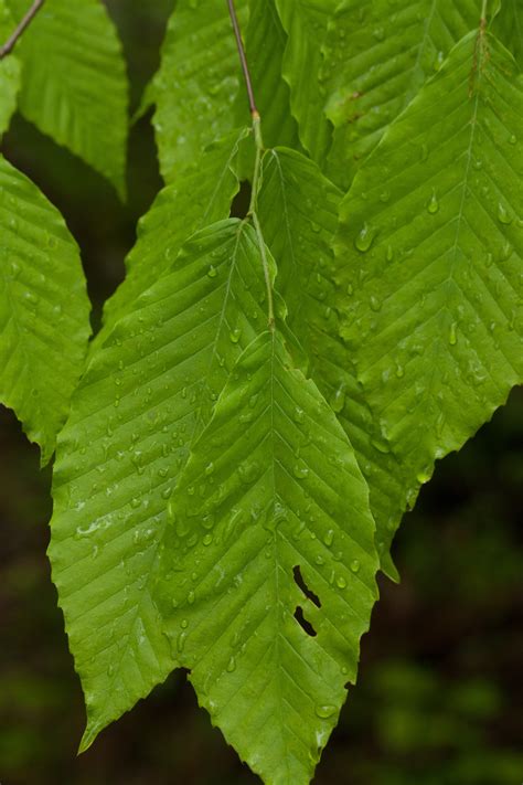 American Beech Woody Plants Of Ohio