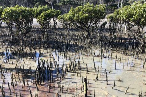 Ozfish Mangrove And Saltmarsh Restoration Project Ozfish Unlimited