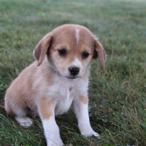 Adopt a purebred beagle puppy today! Beagle puppy dog for sale in NORTH CANTON, Ohio