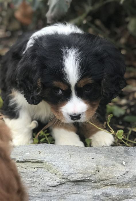 Mini Bernese Mountain Dog Puppies For Sale Gabby Bernese Mountain