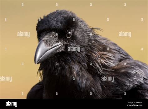 Common Raven Corvus Corax Sitting On A Fence Stock Photo Alamy