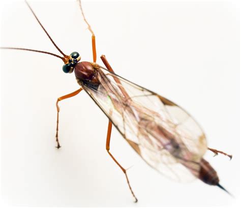 If there's a new bug in your life and you want to identify it, you're in the right place. "unidentified flying insect" by col hellmuth | Redbubble