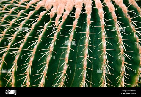 Close Up Golden Barrel Cactus In Backfround Gold Ball Echinocactus