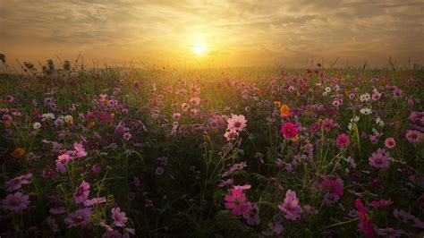 Hd Wallpaper Flowers Earth Field Morning Sunshine Yellow Flower