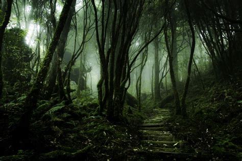 12 Of The Most Mysterious Forests In The World Tentree Beautiful