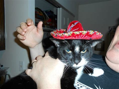 11 Sombrero Wearing Cats Ready For Cinco De Mayo
