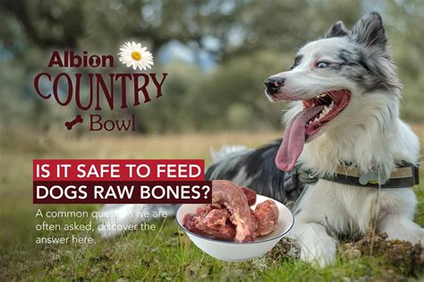 Is It Safe To Feed Dogs Raw Bones Raw Advice