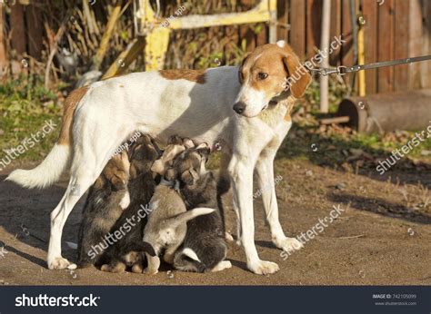 Mother Dog Feeding Her Cute Little Stock Photo 742105099 Shutterstock