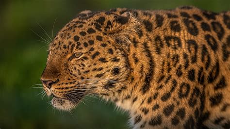 Cats Leopard Big Cat Wildlife Predator Animal Hd Wallpaper Peakpx