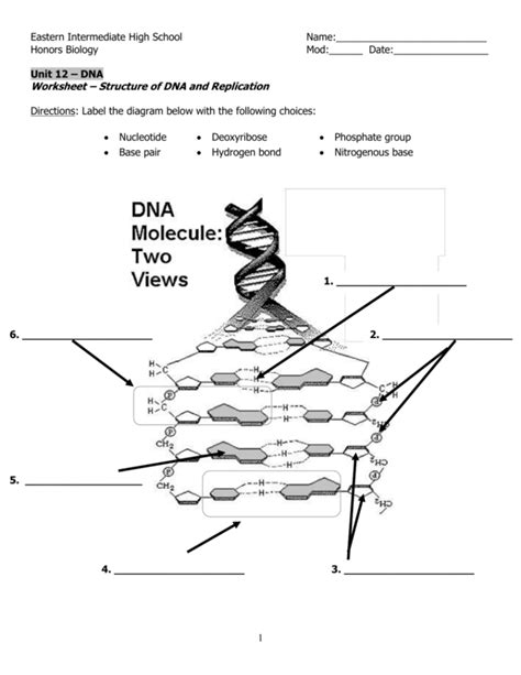 Structure and replication worksheets will help you understand how all of the components of the dna molecule fit together. Dna Structure And Replication Worksheet Answers — db-excel.com